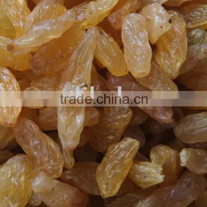 Light Yellow Raisin thumbnail-1