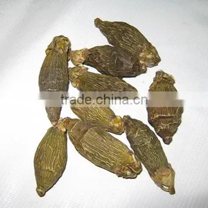 BETEL NUT thumbnail-4