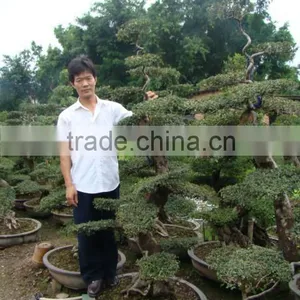 Landscaping and Outdoor Bonsai Usage Chinese Ulmus Pulila thumbnail-5