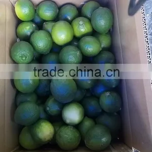 Fresh Lime Lemon Seedless - High Quality From Vietnam thumbnail-1