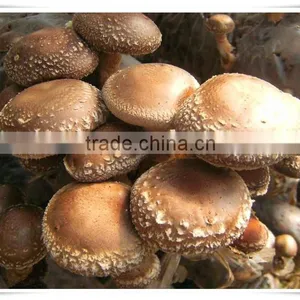 Best Selling Fresh Frozen Shiitake Mushroom thumbnail-2