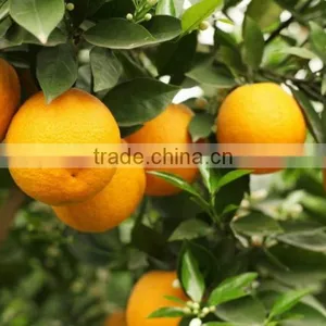 Citrus Extract Hesperidin HPLC thumbnail-5
