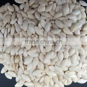 Shine Skin Pumkin Seeds 9-11mm With Good Price thumbnail-4