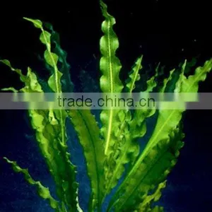 Potted Water Plants thumbnail-1