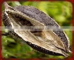 AMBRETTA SEED OIL thumbnail-1