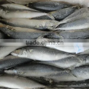 Organic Seafood,300-500g Frozen Mackerel Fish thumbnail-1