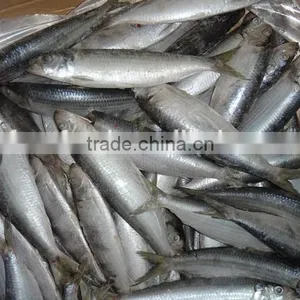 Wholesale Frozen Sardine on Sale thumbnail-2