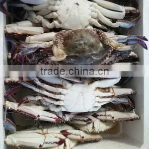 Frozen Blue Swimming Crab thumbnail-1