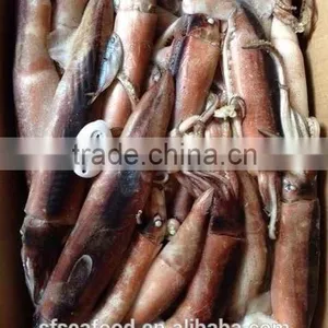 Black Pomfret of Japanese Squid thumbnail-2