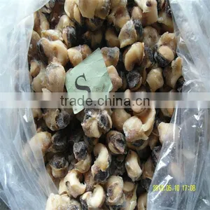 Frozen Best Seafood and Conch Shell Ring thumbnail-1