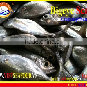 FROZEN BIGEYE SCAD WHOLE ROUND thumbnail-4