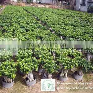 Ficus Microcarpa Small Gingseng Bonsai thumbnail-1