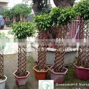 Ficus Cage Shape thumbnail-1