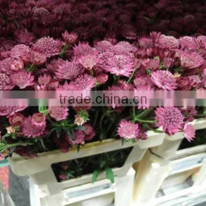 Astrantia thumbnail-2