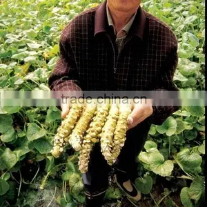 Wasabi Root thumbnail-1