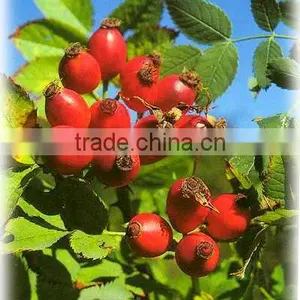 Natural Rosehip Seed Oil Organic Cetified thumbnail-1