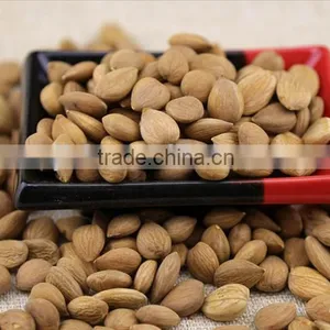 Good Quality Organic Apricot Kernel thumbnail-2