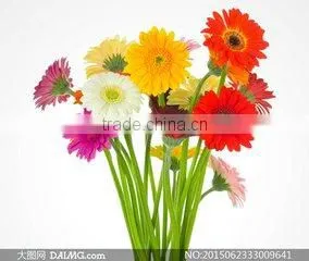 Types of Fresh Cut Flowers Gerbera Flower Fresh Cut Flowers thumbnail-5