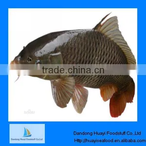Frozen Fish Frozen Live Tilapia Fish thumbnail-1