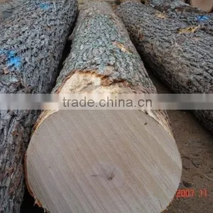 Birch Logs thumbnail-5