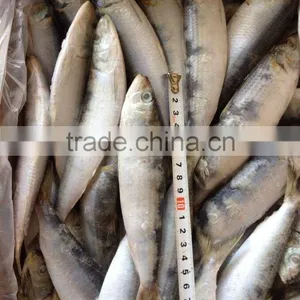 Good Good Quality Frozen Lighting Sardine 100-120pcs/ctn thumbnail-2