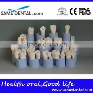 High Quality 4 Times Dental Crown Silastic Mould thumbnail-2