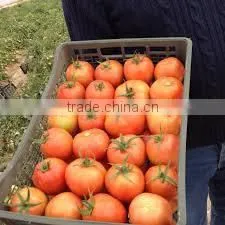 Fresh Tomato thumbnail-1