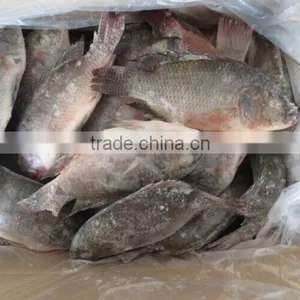 Frozen Tilapia Whole Round Fish thumbnail-1