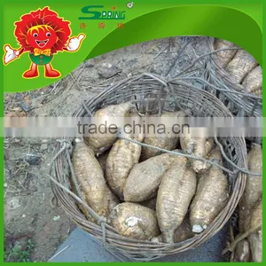 Supply High Quality Kudzu/kudzu Root/kudzu Root Powder thumbnail-4