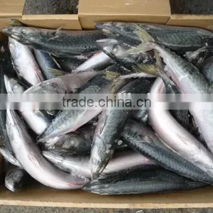 Japanese Mackerel thumbnail-2