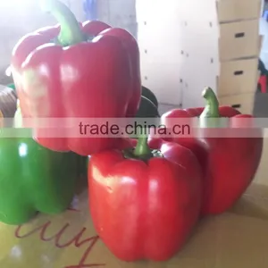 FRESH CAPSICUMS / +84963818434 Whatsapp thumbnail-3