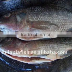 Fresh Water Gutted& Scaled Tilapia thumbnail-1
