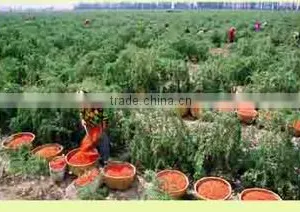 Ningxia Love Goji Supply Chain Corporation company overview - view 2 thumbnail