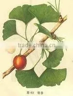 High Quality Natural Ginkgo Biloba Extract/Ginkgo Biloba Extract Powder thumbnail-3