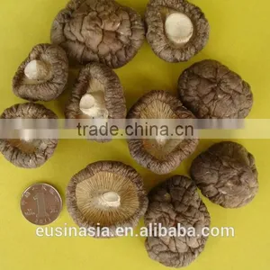 Top Quality Shiitake Mushroom for Sale thumbnail-1