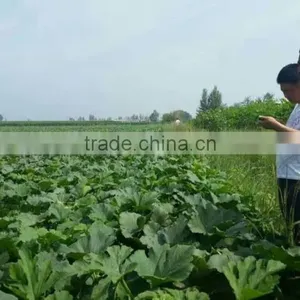 Buy Big Siz BLACK MELON SEEDS thumbnail-4