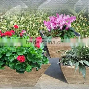 Resin Plant RSPTG-92B thumbnail-1