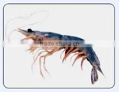 King Prawn thumbnail-1