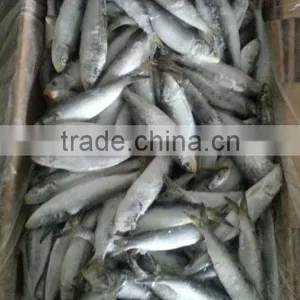 A Grade Bait Sardine Seafrozen thumbnail-1