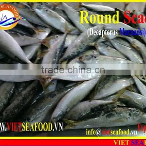 FROZEN WHOLE ROUND MARUADSI (ROUND SCAD) thumbnail-4