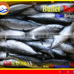 FROZEN BULLET TUNA thumbnail-1