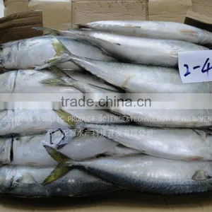 HACCP Frozen Seafood Mackerel Manufacturer thumbnail-1