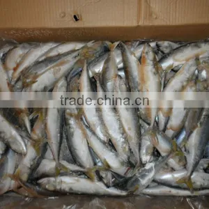 Frozen Mackerel 120-140g, New Arrival, Nov thumbnail-1