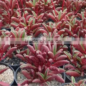 Peperomia Graveolens Decorative Plants Echeveria, Succulent Plants, Tropical Plants thumbnail-1