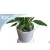 Intellectual Usb Flowerpot,planting Memory Recorded by PC,with LED Indication thumbnail-1