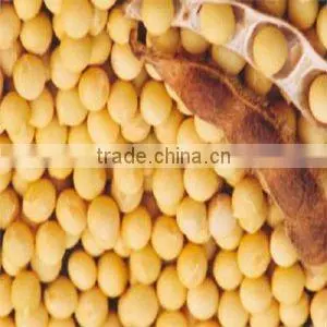 Yellow Soybean (organic Type and Non-gmo Type) thumbnail-1
