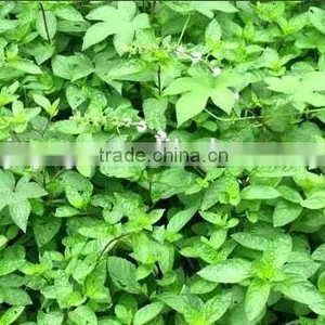 Notopterygium Oil thumbnail-4
