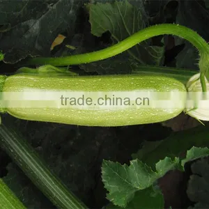 Pumpkin No.1 Long Shape Light Green Skin Hybrid Pumpkin Seeds thumbnail-1