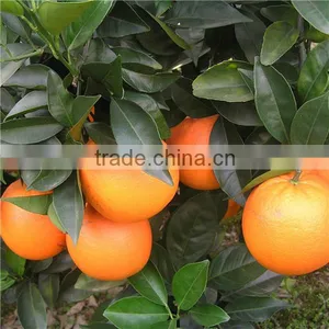 Wholesale Price of Fresh Navel Orange thumbnail-1