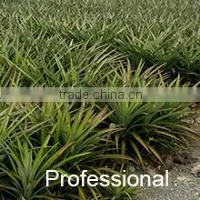 Chu Shan Trading Co., Ltd. company overview - view 3 thumbnail